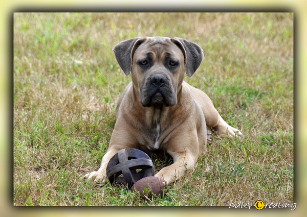 Eagle eye cherry des Gardiens du Panthéon