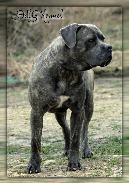 Foggia des Gardiens du Panthéon