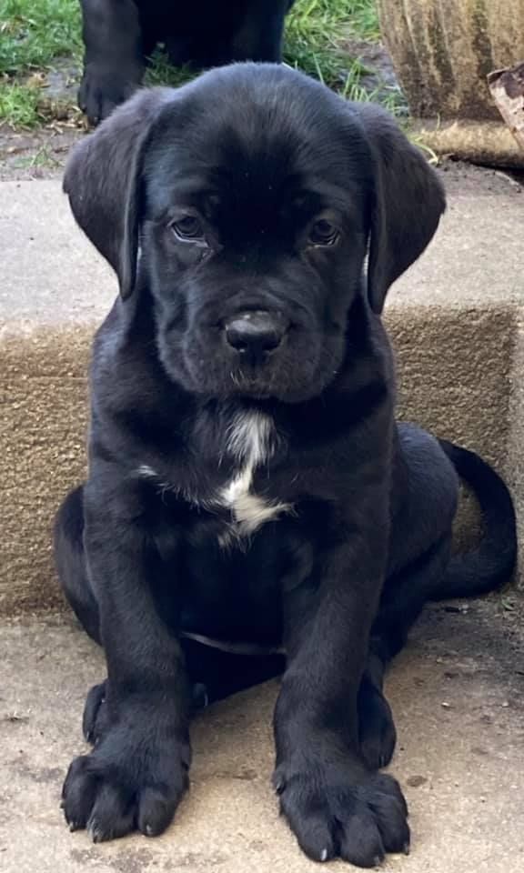 des Gardiens du Panthéon - Chiots disponibles - Cane Corso